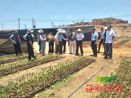 胡翔深入龍江農場公司調研苗木產業發展