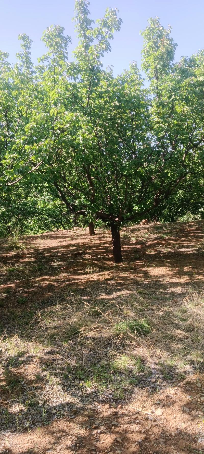 全網尋覓苗木有緣人，優質山杏樹大量現貨，規格齊全，共繪花卉種植新藍圖