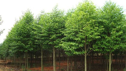 奉新綠霖苗木專業合作社 專業花卉種植，綻放鄉村經濟新活力