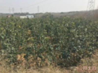 龍海市東泗興輝園藝場(chǎng) 優(yōu)質(zhì)香泡柚子苗木，量大價(jià)優(yōu)，綠化佳選