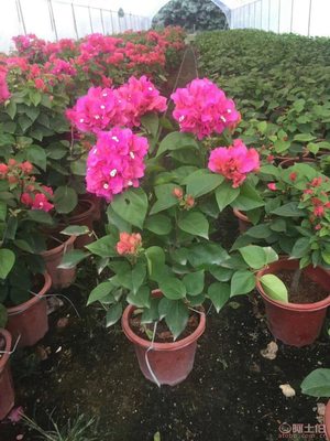 龍海市東泗興輝園藝場(chǎng) 專業(yè)三角梅種植基地，品質(zhì)苗木常年供應(yīng)