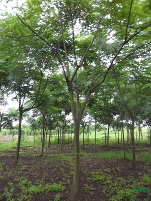 浙江省嵊州市常來(lái)客苗木園 花卉種植的綠色生態(tài)典范