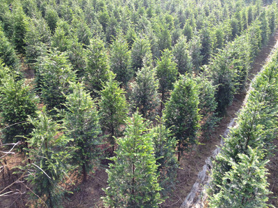 紅豆杉價(jià)格與高清細(xì)節(jié)圖鑒賞——東安縣恒信苗木種植農(nóng)民專業(yè)合作社專業(yè)解析