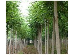 優(yōu)質(zhì)平頭白蠟苗木供應(yīng) 10公分粗、2年冒、冠幅3米、樹(shù)干筆直