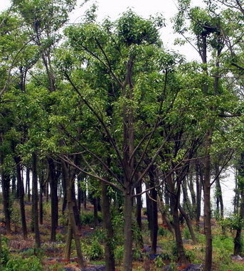紅果冬青供應(yīng)與綠化工程服務(wù) 蕭山寧圍苗木直銷商鋪的專業(yè)之道