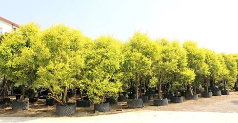 行情回暖，機遇與挑戰并存——深度解析苗木市場新趨勢與苗圃發展策略